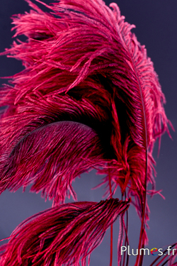 Panicule autruche - 35-40 cm - rouge-gris naturel